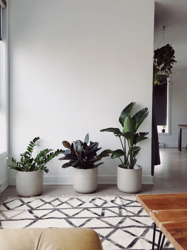 Eco Friendly Home with Carpet Science1.jpg