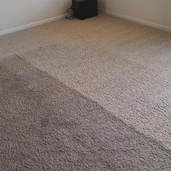 Home | Carpet Science | Carpet Cleaning Services in Wellington Region